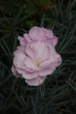 Dianthus 'Inchmery' RCP7 2015 (10).JPG